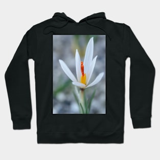 Crocus fleischeri Hoodie